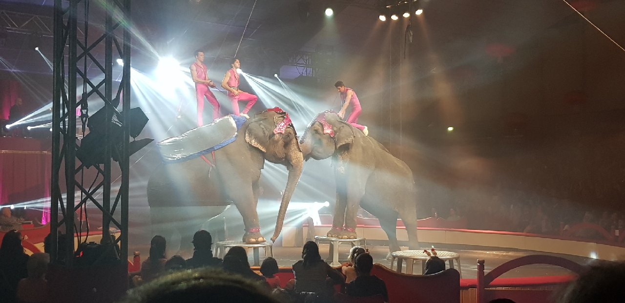 Noël en cirque 2019